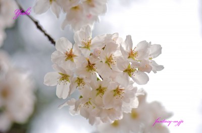 桜の花