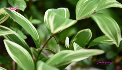 ナルコランの花