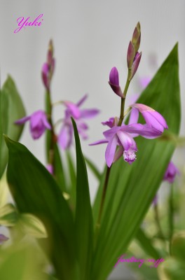 シランの花