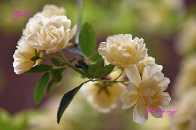 モッコウバラの花