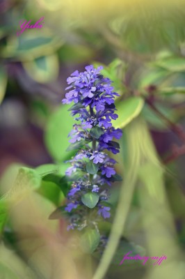 アジュガの花