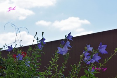 ベランダのキキョウの花