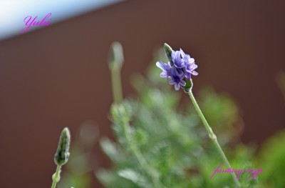 ラベンダーの花