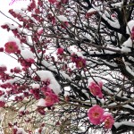 紅梅に雪が
