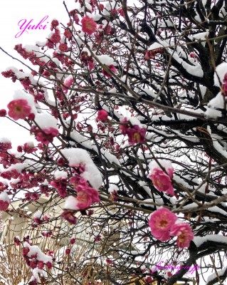 紅梅に雪が