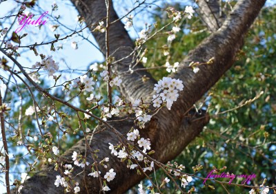 桜の開花状況　2026年3月21日