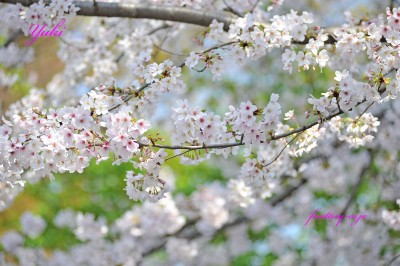 満開の桜の花　2026.03.29