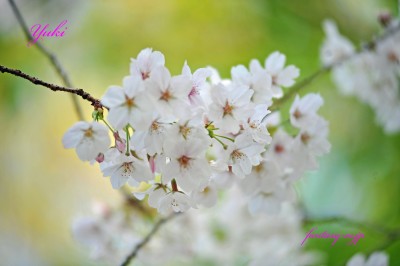 熊野神社の桜の花　2026.03.29